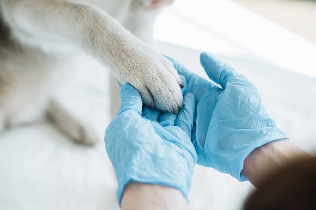 Human and pet paw interaction